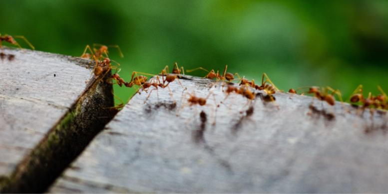 Why Baited Ant Traps Fail in Connecticut Homes