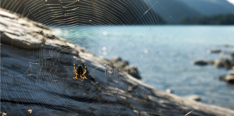 How Lake Proximity Affects Spider and Insect Pressure in Arkdale