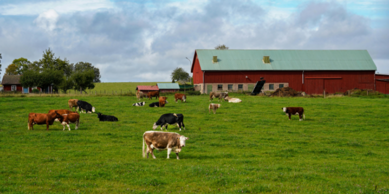 Why Surrounding Farms Increase Rodent Migration into Versailles Homes