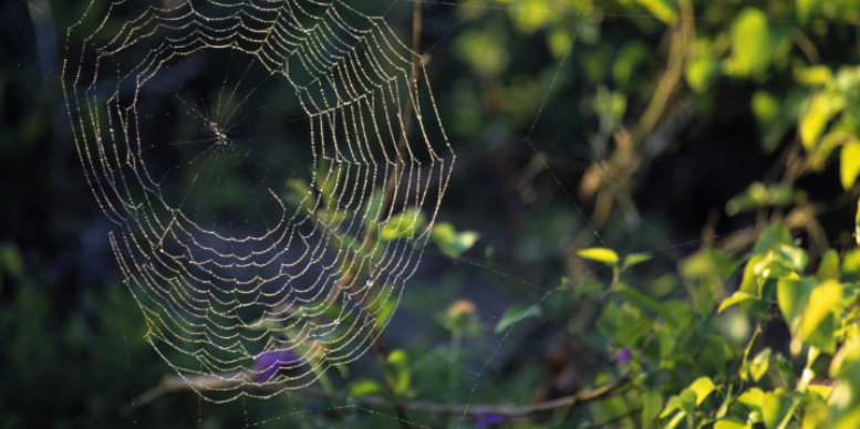 Tips for Preventing Spider Nesting Near Your Fenton Home