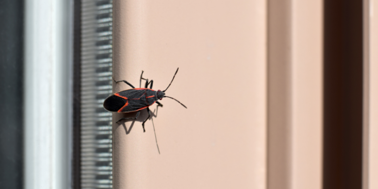 Why Boxelder Bugs and Asian Lady Beetles Swarm New Lisbon Rural Properties