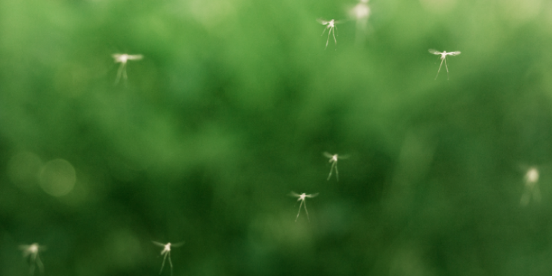 How Damp Garden Soil and Over-Watered Flowers Trigger Summer Gnat Swarms in Greer