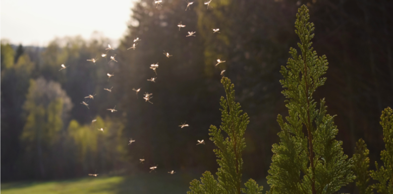Are Riverfront Moisture and Dense Tree Canopies Shielding Mosquitoes in North Augusta?