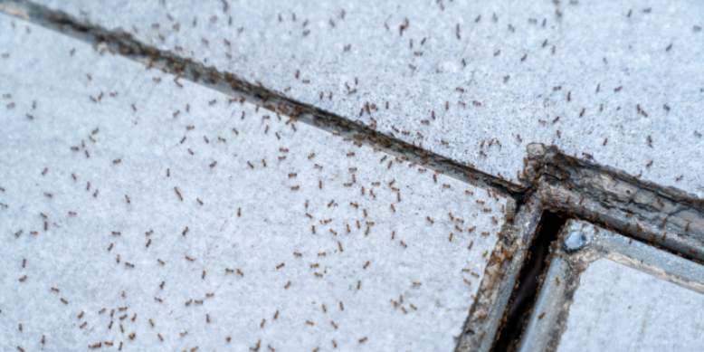 Paved Patio Cracks and Sandy Soil Lead to Sudden Ant Hills in Irmo Lawns