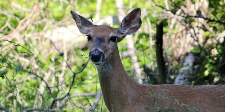 Why Deer and Leaf Litter Keep Ticks Active in Northville Backyards