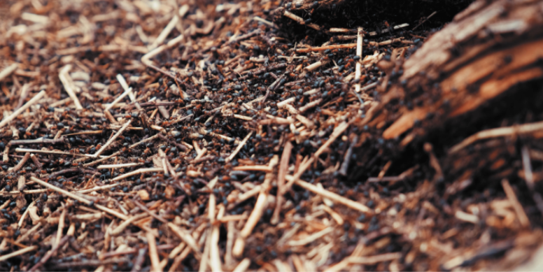 How Do Mulch Beds and Decorative Stones Attract Ants in Jeffersontown?
