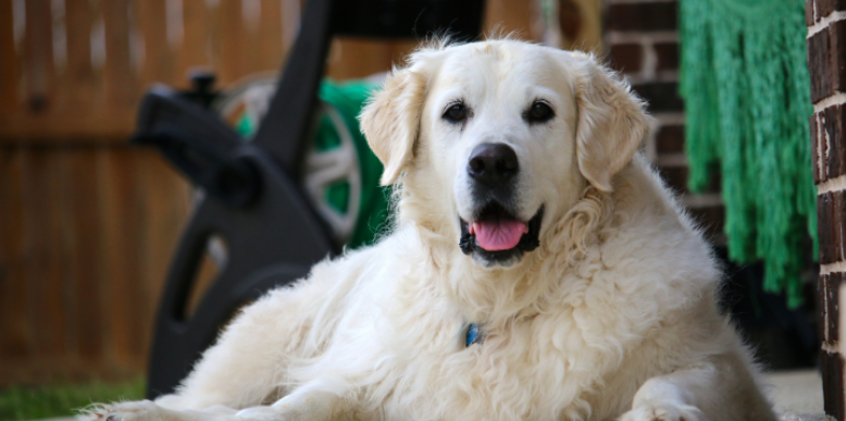 What Wake Forest Pet Owners Should Know About Ticks in Backyards