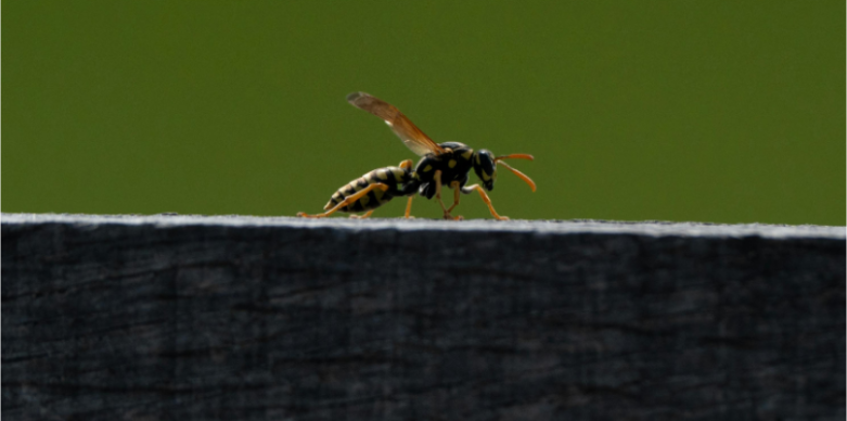 What Features Attract Wasps to Dublin Backyards?