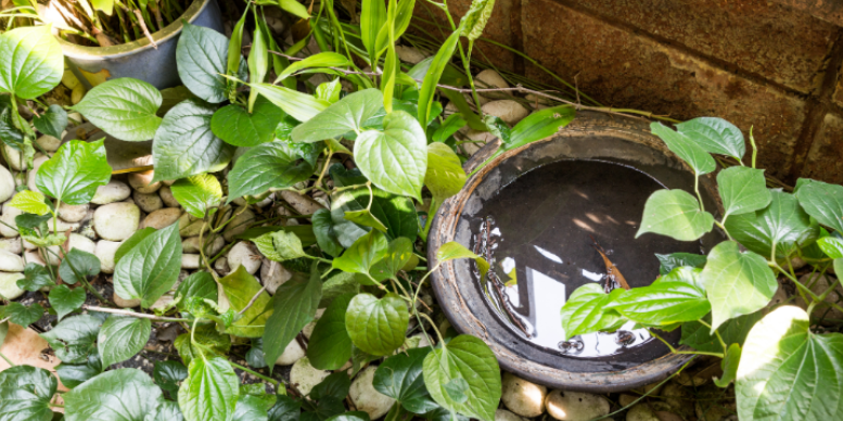What Attracts Mosquitoes to Plano, TX Homes?