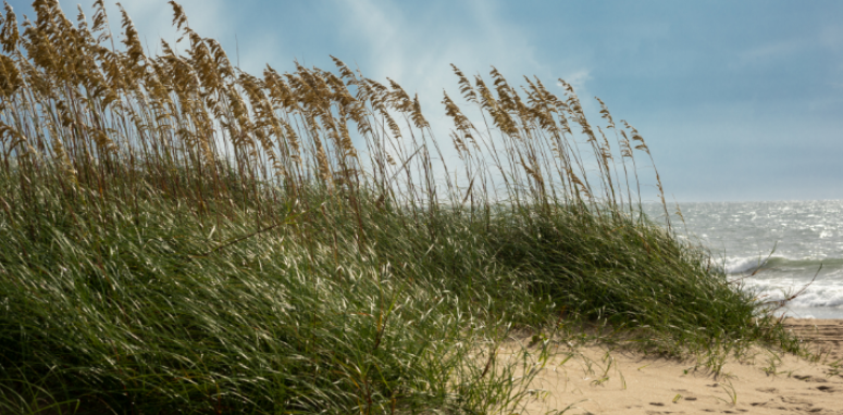 Can Coastal Breezes Keep Mosquitoes Away in Costa Mesa Yards?