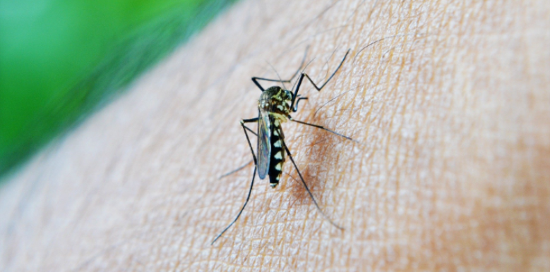 How Mosquito Activity Shifts in Late Summer and Early Fall