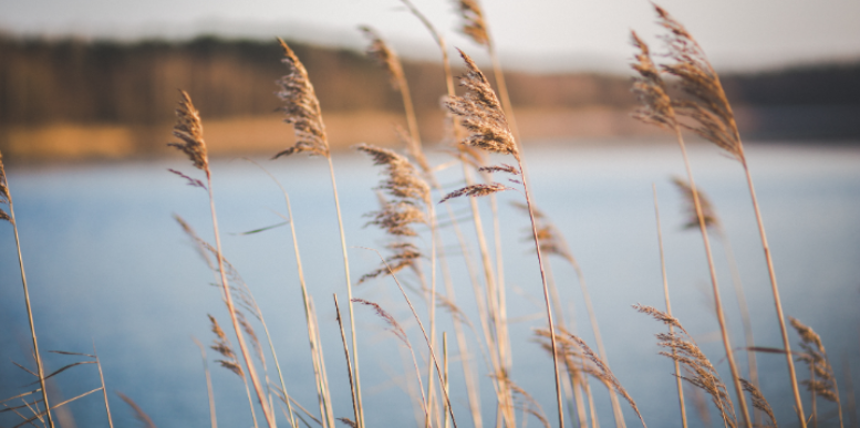 How Lake Breeze Calm Hours Lead to Sudden Mosquito Swarms in Hamilton