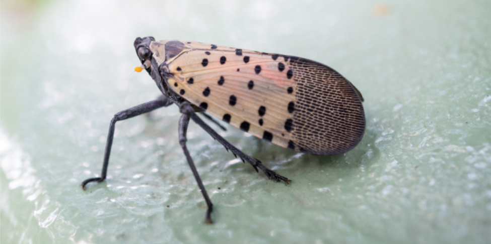 What to Do If You See a Spotted Lanternfly in Greenfield