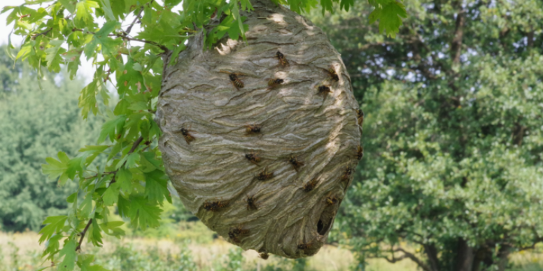 Why Hornets Build Nests Hidden in Billerica Trees