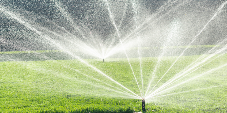 Can Overwatered Lawns Cause Late-Summer Mosquito Outbreaks in Olathe?