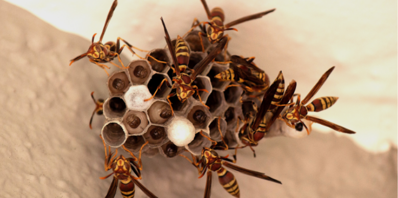 Are Decks and Porch Overhangs Creating Prime Nesting Sites for Barrington Wasps?