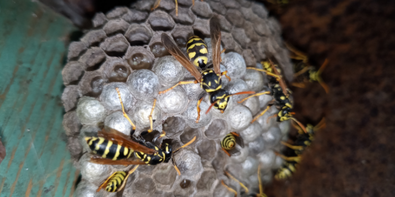 What Makes Rooflines and Attic Vents So Attractive to Hornets?