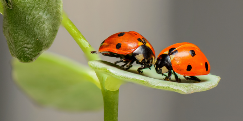 How Warm Sunlit Walls Drive Asian Lady Beetles Toward Concord Living Spaces