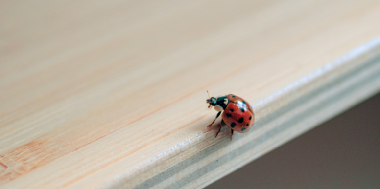 Why Ladybugs Clustering on Exterior Siding Means an Invasion Is Likely Coming