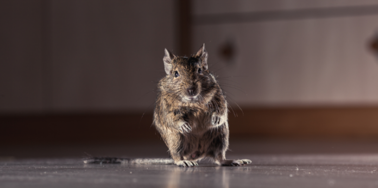 What Rodents Can Bring Into Your Smithfield Home