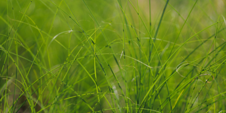 Why Tall Grass and Leaf Litter Keep Ticks Thriving in Burlington
