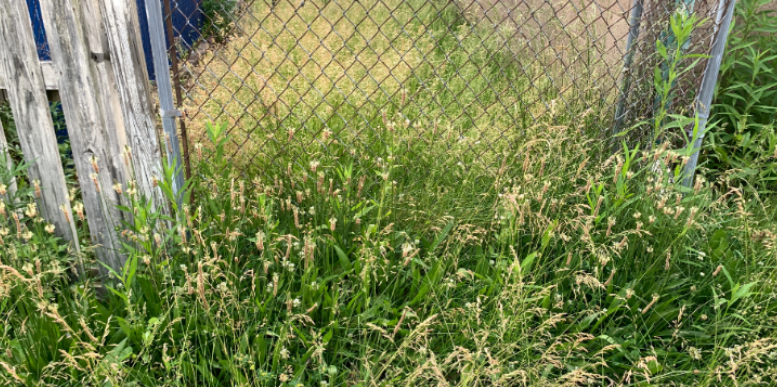Can Overgrown Property Borders Increase Tick Risk in Grand Rapids Backyards?