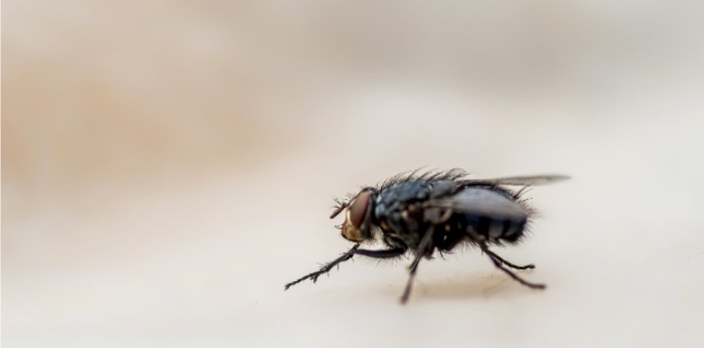 Why Do Flies Keep Coming Back in Plano?