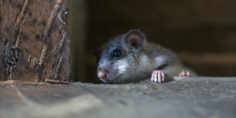 Common Signs of Hidden Wall Pests in Older Dallas Homes
