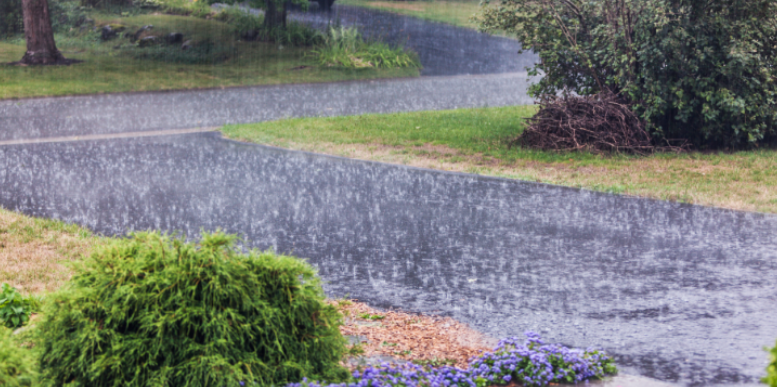 Heavy Summer Downpours and Their Impact on Spider and Ant Pressure