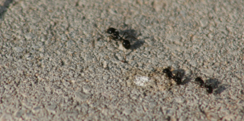 Why Do Ants Swarm Patios in Hilliard?