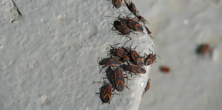 What Attracts Boxelder Bugs and Stink Bugs to Crown Point Homes in Late Summer?