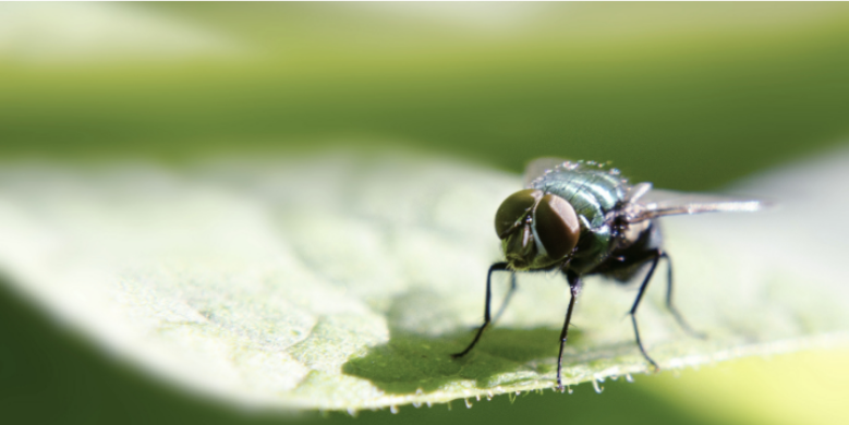 Why House Flies Love Outdoor Dining Spaces in Dallas