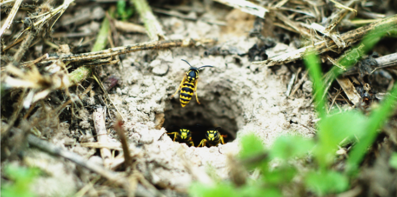 Common Signs of Underground Pest Nests Around Your Mount Laurel Home