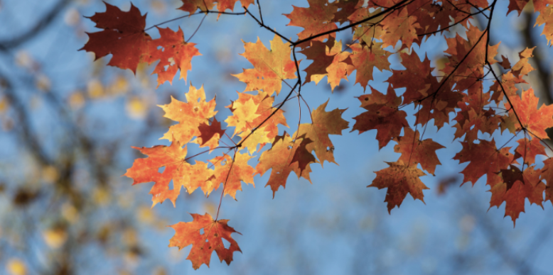 Waterford, MI Pest Control Options for Late Summer and Early Fall
