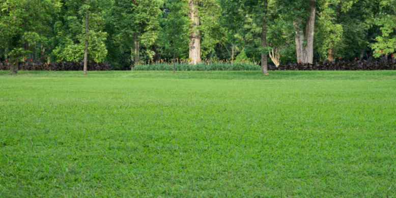 Hidden Breeding Sources in Your Adamstown Yard