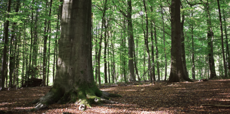 How Do Wooded Charles City Properties Increase Rodent Pressure?