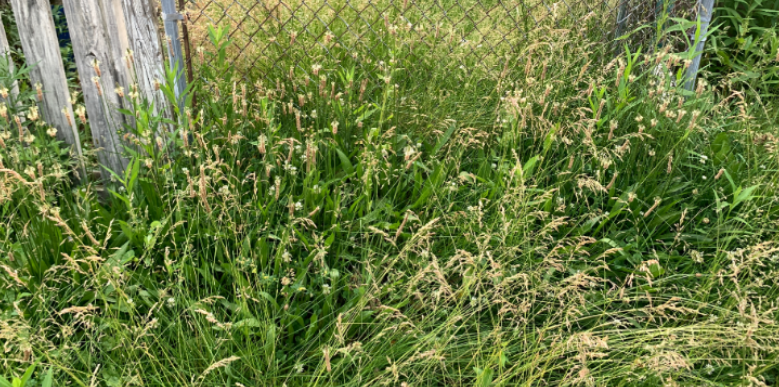 Can Overgrown Brush Along Fort Wayne Property Lines Bring Ticks to Your Lawn?