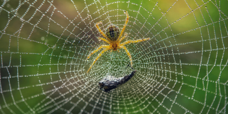 Why OKC Heat Waves Drive Spiders Into Homes