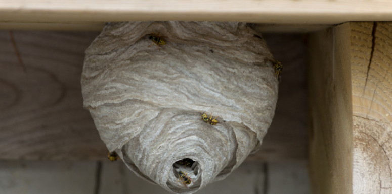 Why Wasps Nest Under Decking and Roof Eaves Across North Augusta Properties