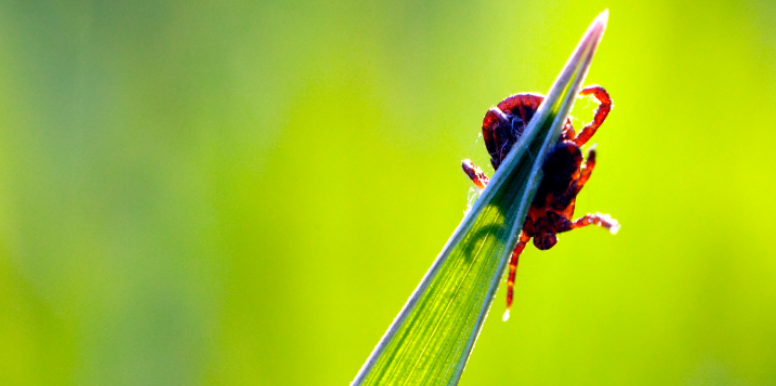 Do Overgrown Grasses and Wooded Borders Increase Tick Risks in Sawyer Yards?