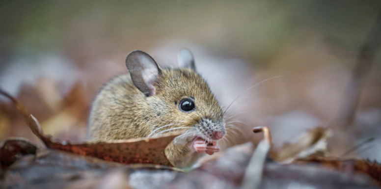 When Do Mice and Rats Start Seeking Shelter Inside South Lyon Homes?
