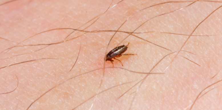 How Stray Animals Can Bring Fleas to Cary Neighborhoods