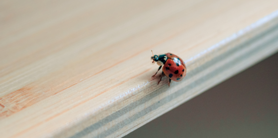 Why Pests Start Looking for Shelter Around Fenton Homes in the Fall
