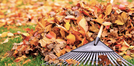 Fall Home Maintenance Tips That Can Help Prevent Pest Problems in Meridian Charter Township
