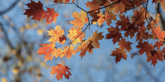 Preparing Your Dublin Home for Fall: How to Keep Pests From Moving Inside