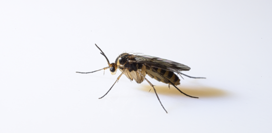 What Are No-See-Ums and Why Are They Biting Greenville Homeowners?