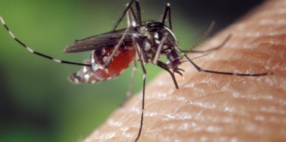 What Virginia Beach Residents Should Know About West Nile Virus Right Now