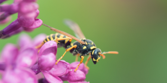 How to Help Protect Kids From Stinging Insects