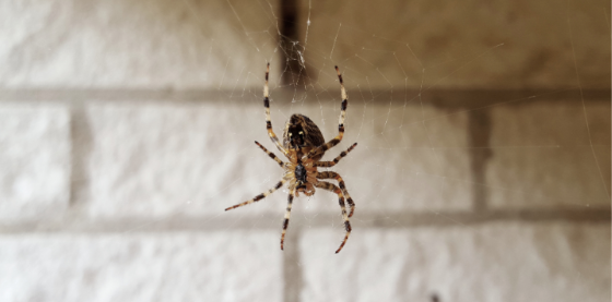 How to Reduce Spider-Friendly Areas Around Your Nicholasville Home This Fall