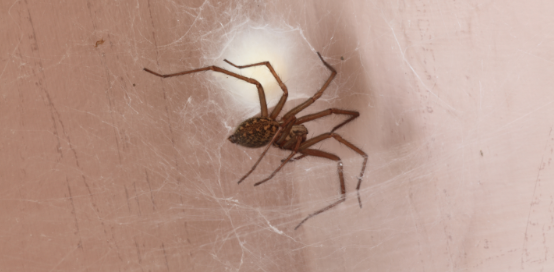 When a Spider Bite Needs Medical Attention